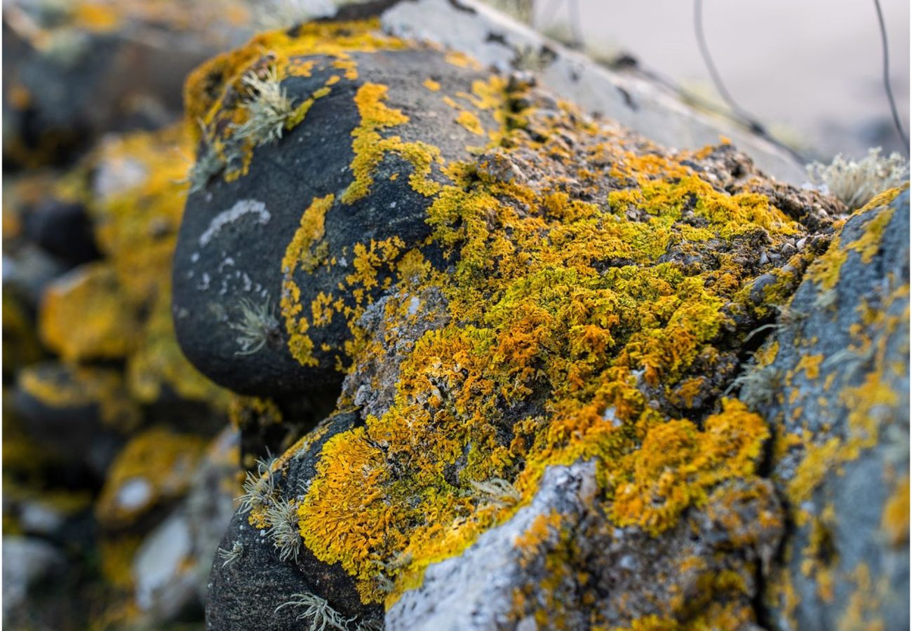 Cottage in Roundstone - Lichen Luxury Cottage - Within The Village 