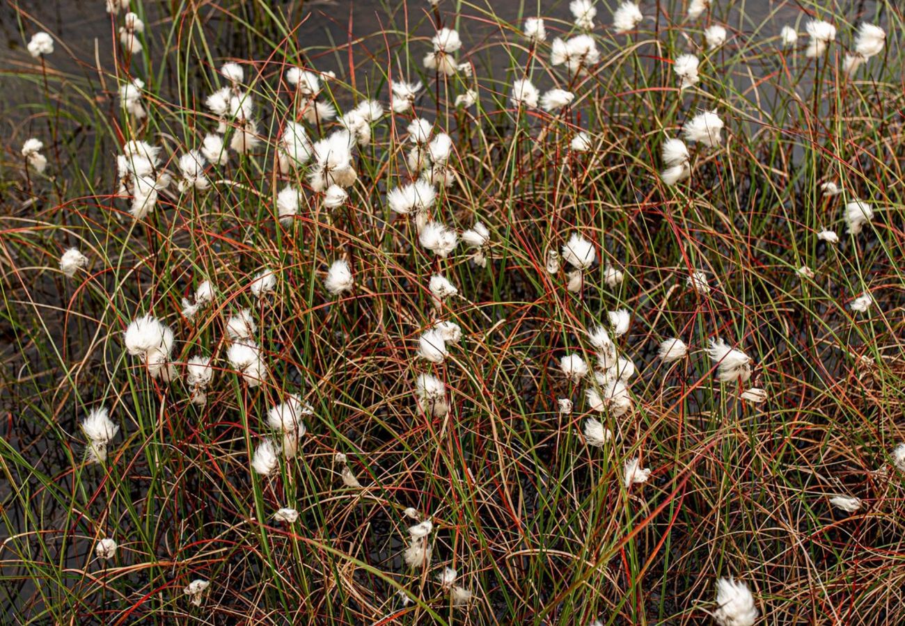 Cottage in Roundstone - Bog Cotton Luxury Cottage - Within The Village